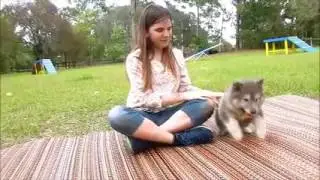 Blue Coat Wolf Dog Pups