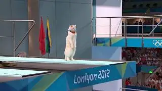 Cat Olympics 2025 | White Norwegian Forest Cat Diving Finals 🐾✨