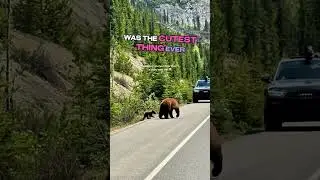 Вы когда-нибудь видели бегущего медвежонка??? 🐻🥰