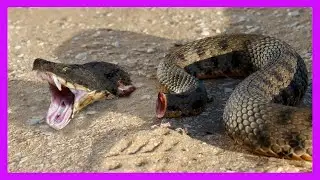 10 Craziest Animals That Can Live On After Death!