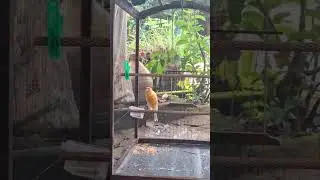 The Canary Sings
