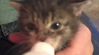 Bottle Feeding kitten 2
