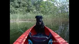 Kayaking With Your Dog - The Dog Training