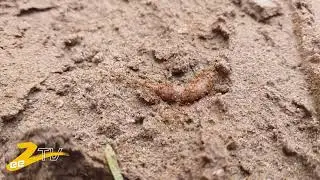 Ant Army (Zee Dot Tv)