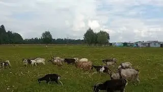 Моё ХозяйствоЛетний Выпас2024ДетёнышиЗвери Едят Траву Изменения Окраса#goat#goats#farmer