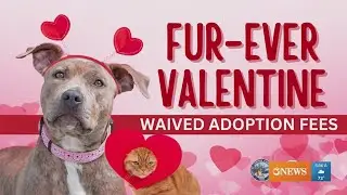 Valentine's Day Animal Care Services event