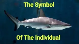 The Shark As Your Spirit Animal (Shark Awareness Day Special)