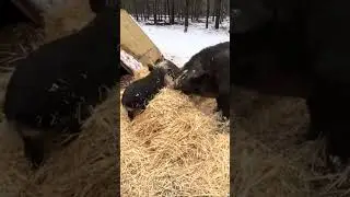 Fresh straw for the pigs #pigs #mangalitsapigs #piglets