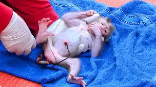 After her mom died  We clean feed milk to her but she seem don't know to drink with bottle milk.