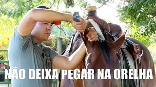 Meu cavalo não deixa pegar nas orelhas, o que fazer?