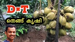 D&times;T തെങ്ങുകൾ #Hybrid Coconut Varieties # coconut cultivation malayalam #coconut farming #kl6 farm