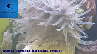 DAHLIA ANEMONE @JNK GLOBAL AQUATICS KHARADI
