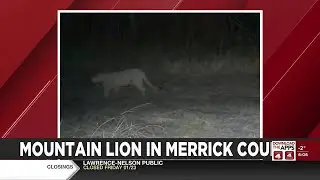 Mountain lion spotted in Merrick County
