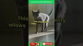 Кошки видят в ЗАМЕДЛЕННОЙ СЪЁМКЕ! 😸 #CatVision