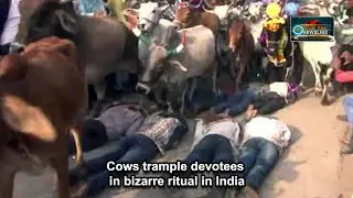 Cows trample devotees in bizarre ritual in India