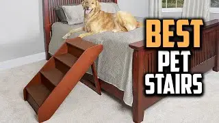 Top 10 Best Pet Stairs in 2025 Reviews