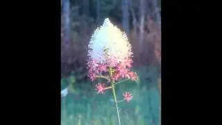 СТЕНАНТИУМ  (STENANTHIUM)  сем.  Мелантиевые