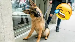 Funniest Cats and Dogs Clip 2025😼🐶Try Not To Laugh😜 🍑 #funnycatsdogs #funnydogs #funniestanimals