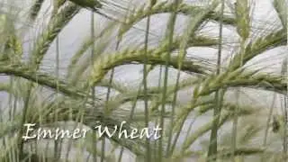 Heritage and Modern Cereals at the Living Field