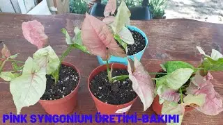 Pink Syngonium Üretimi-Saksı Değişimi