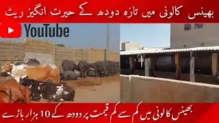 Bhains Colony Karachi | Karachi Bhains Colony Dairy Farm Se Pure Milk Market Supply Hota Hai