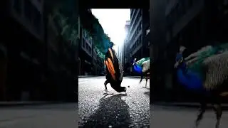peacocks  brake  dance #animals