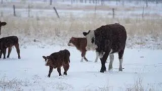 Stock Video - Cow and two calves walking through snowy weather