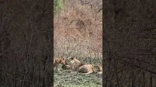 Lions basking in the Rwanda savannah sun! #shorts #visitrwanda #rwanda #travel #lionesses