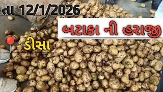 12 /1/2026 ડીસા હરાજી #deesa #new #trending #explorepage #farming #gujarat 
