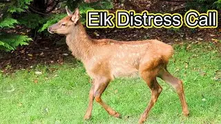 Elk Calf Distress Call and Nursing Mother
