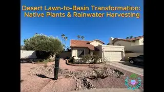 Desert Lawn-to-Basin Transformation: Native Plants & Rainwater Harvesting