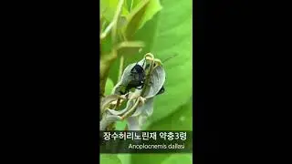 장수허리노린재(Anoplocnemis dallasi) 약충