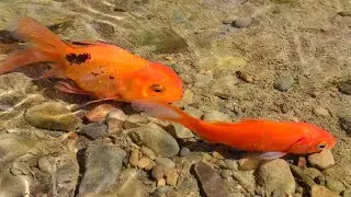 Top 10 colourful fish.fishing hunting from nature that's funny 