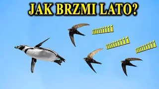 JERZYK - Ptak, Kt&oacute;ry Nie Ląduje przez 3 Lata