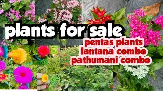 Pentas/lantana/pathumani plants sale||sera's gardens||29-04-25