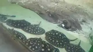 current Black Diamond stock 20-23 cm   from Lucky Tropical Fish Farm