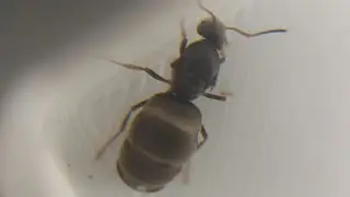 Formica Fusca?? Unidentified queen #3: Some kind of Formica ...? @wakooshi pod setup
