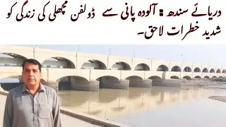Indus River: The life of dolphin fish is seriously threatened by polluted water