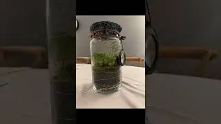 Self Sustaining Terrarium