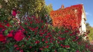 Autumn colours of 2019 London
