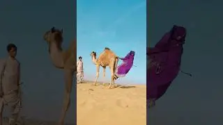 فتاة تتدلى من ظهر جمل في الصحراء. #جمال #animals #camel #handdrawn #shorts