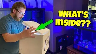THE BEST AND MOST COLORFUL CORALS I'VE EVER SEEN AND ORDERED (SO FAR)