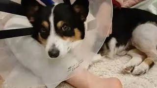 Scooter recovers from TPLO surgery