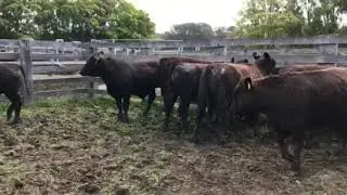 7 Angus Feeder Steers