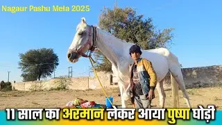 11 साल का अरमान लेकर आया पुष्पा घोड़ी || Nagaur Pashu Mela 2025