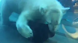 Kali at the St. Louis Zoo - Polar Bear Day
