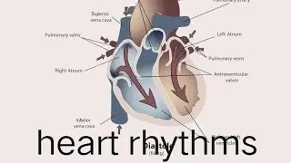 Myogenic nature of human heart - neural control in heart 👍