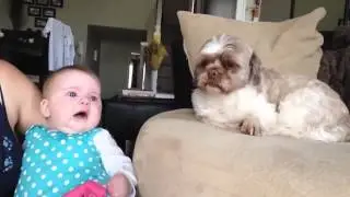Funny Animals - Funny Animal Compilation! 2015 (HD)