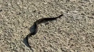 Pygmy Rattlesnake warming up on the hot road in the Ocala National Forest 