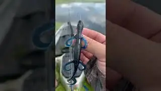 Lizard Topwater Fishing??